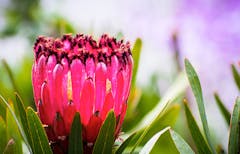 This bright pink queen protea blossom is presently (but temporarily) closed