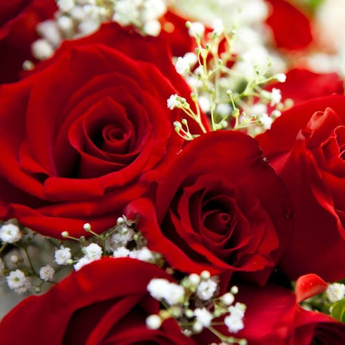 Three deep red roses in a tight bundle