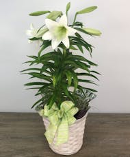 Single Stalk Easter Lily