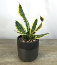 Snake Plant
