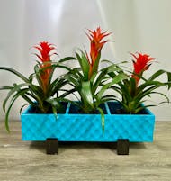 Vibrant Bromeliad Planter