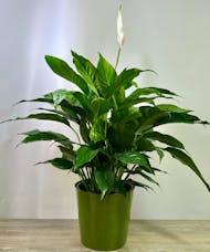 Large Peace Lily in Pot