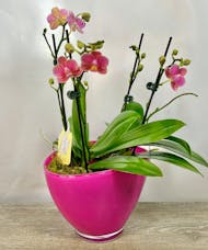 Double Mini Orchids