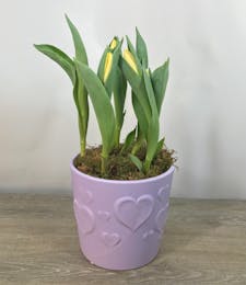 Tulip Love
