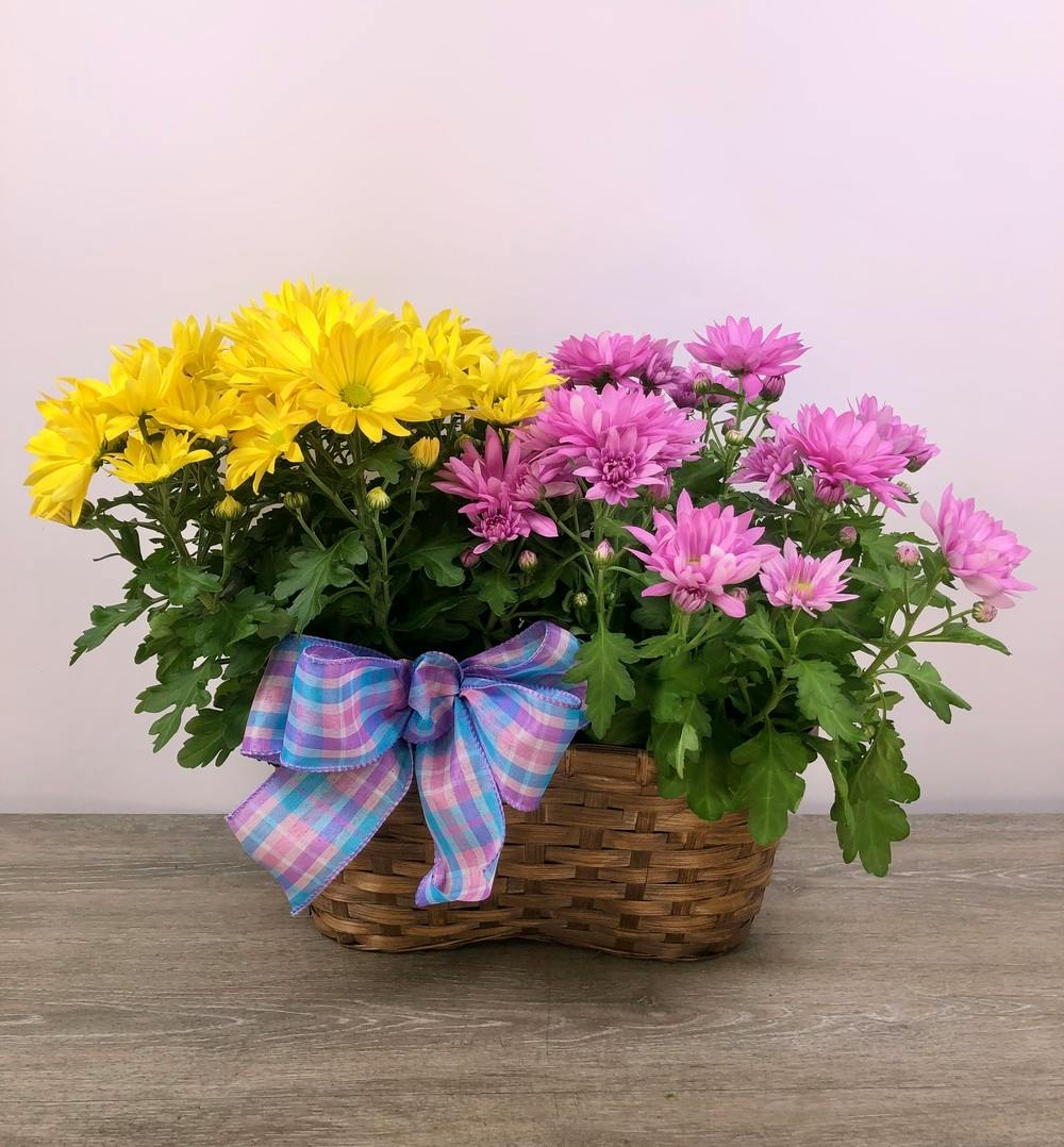Easter Egg Mums Roanoke (VA) SameDay Plant Delivery Flowers