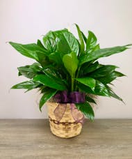 Medium Peace Lily in a Basket
