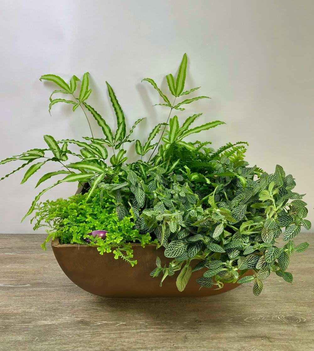 Green Goddess Planter Roanoke (VA) SameDay Plant Delivery