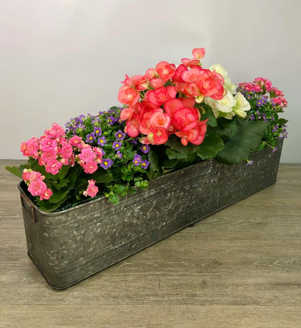 Quints Blooming Roanoke (VA) SameDay Flower Delivery Flowers