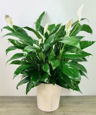 Peace Lily in Cross Pot