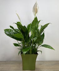 Medium Peace Lily