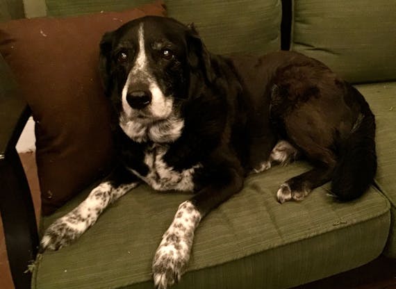 George's dog, Logan, looks content on a soft green couch